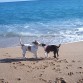 Dara y Libano jugando en la playa de Malgrat